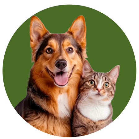 Saúde pet